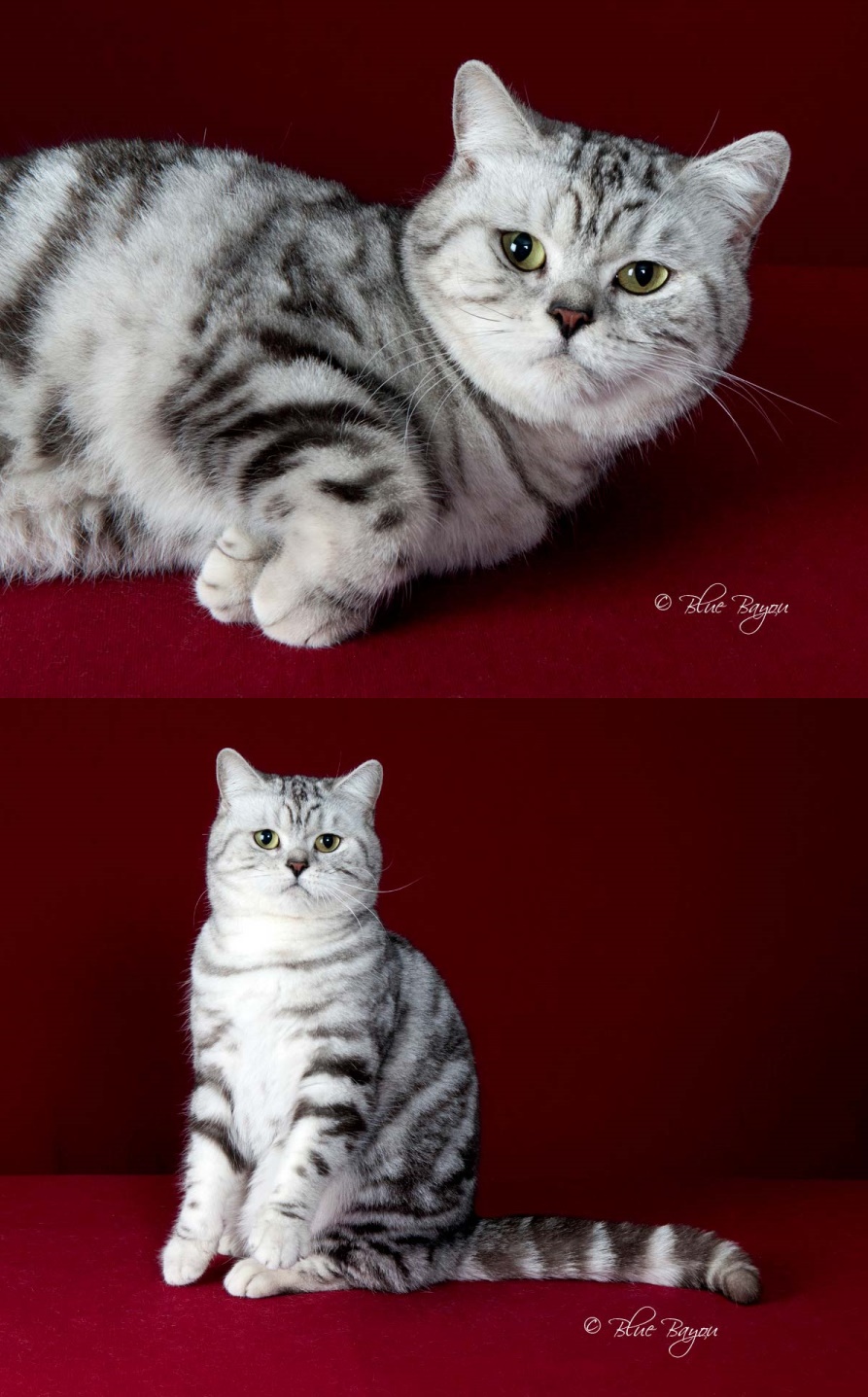quality British Shorthair cats 