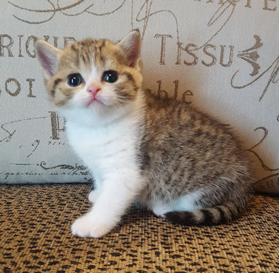 brown tabby british shorthair brown tabby british shorthair